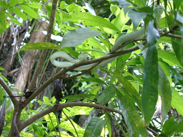 Nationalpark Bako auf Borneo